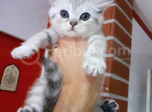 Scottish Fold & Scottis Straight Yavrularımız Sizi Bekliyor. görsel