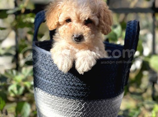 Apricot Kayısı Renk Toy Poodle Erkek Yavrumuz görsel