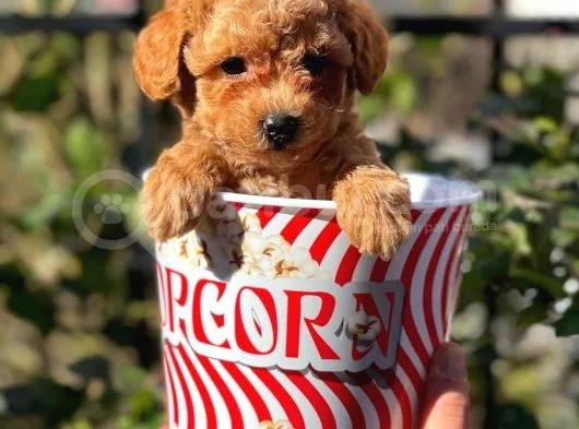 Muhteşem Red Erkek Toy Poodle Yavrumuz