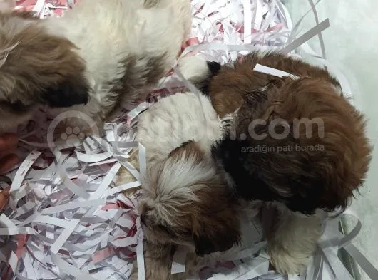 Shih Tzu Bebeklerimiz