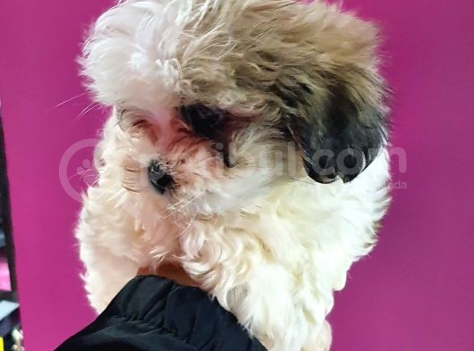 Shih Tzu Bebeklerimiz görsel