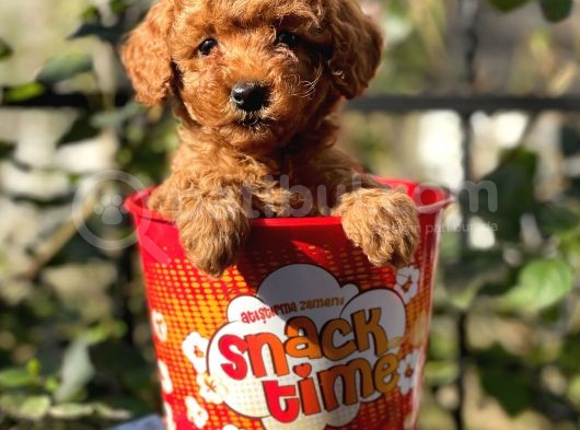 Red Brown Toy Poodle Yavrularımız görsel