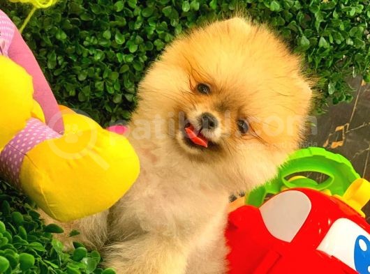 3 Aylık Dişi Pomeranian Boo görsel