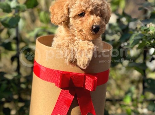 Dark Apricot Toy Poodle Erkek Yavrumuz görsel
