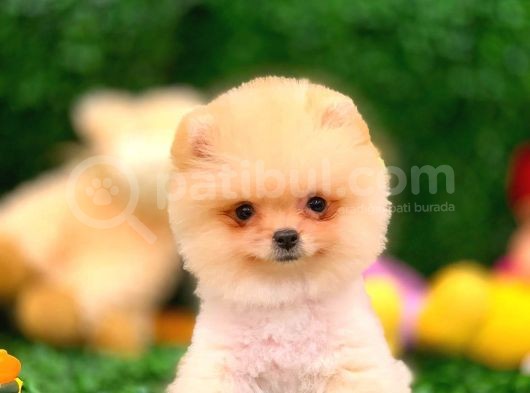 3 Aylık Erkek Pomeranian Boo görsel