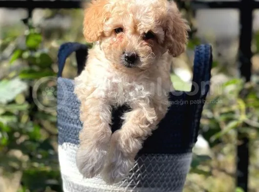 Apricot Kayısı Renk Toy Poodle Erkek Yavrumuz