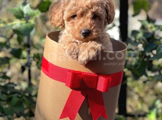 Dark Apricot Toy Poodle Erkek Yavrumuz görsel