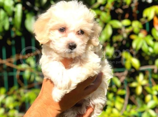 2.5 Aylik Dişi F1 Maltipoo görsel