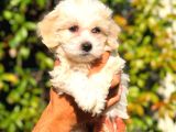 2.5 Aylik Dişi F1 Maltipoo