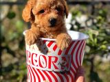 Muhteşem Red Erkek Toy Poodle Yavrumuz