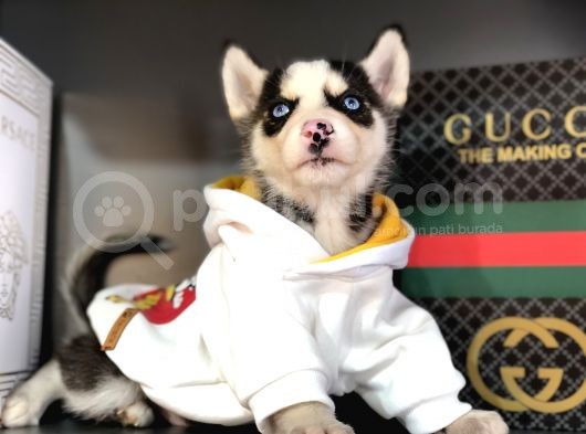 Safkan Husky Yavrularım görsel