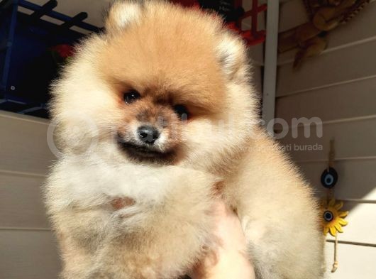 Safkan Ev Doğumlu Uygun Fiyat Pomeranian Boo görsel