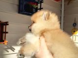 Safkan Ev Doğumlu Uygun Fiyat Pomeranian Boo