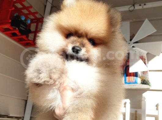Safkan Ev Doğumlu Uygun Fiyat Pomeranian Boo görsel