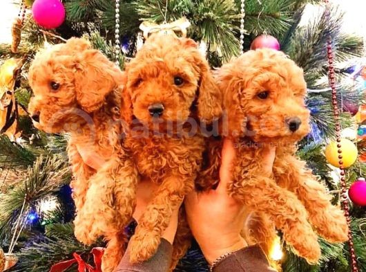 Ai̇leni̇zi̇n Yeni Üyesi Toy Poodle Yavrularımız görsel