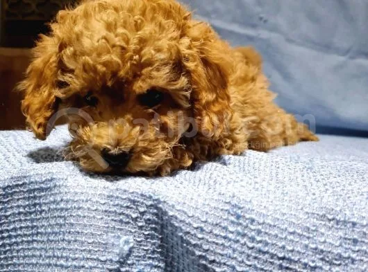 Günü Gelen Aşilari Yapilmiş Red Poodle