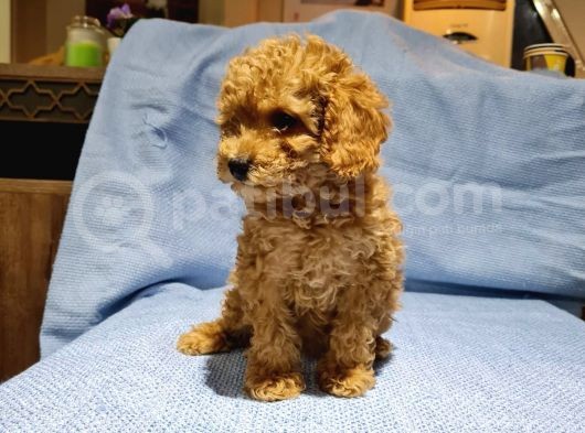Toy Poodle Yavrularimiz görsel
