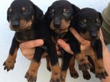 Doberman Yavruları