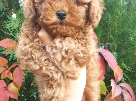 Sehir Hayatına Uygun Toy Poodle Yavrular
