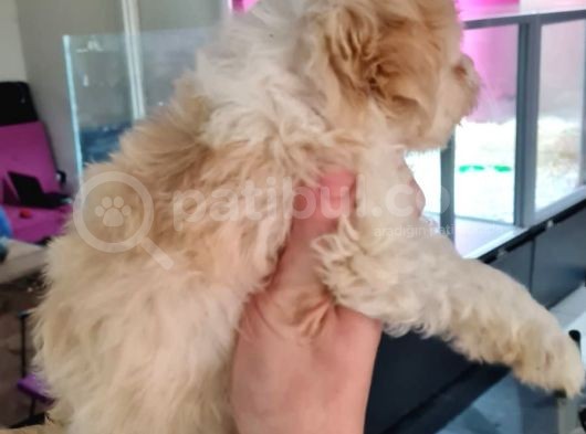 Irk Garantili 2 Aylık Maltipoo Yavrumuz görsel
