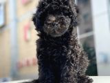 Irkının En İyisi Black Toy Poodle Yavrularimiz
