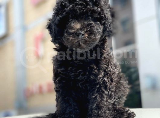 Irkının En İyisi Black Toy Poodle Yavrularimiz görsel