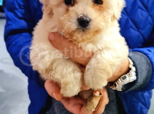 2.5 Aylık Maltese Yavrumuz görsel