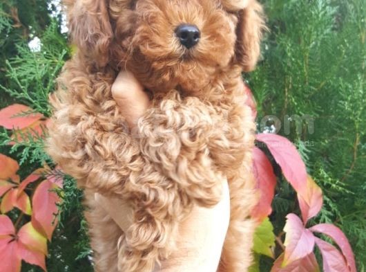 Toy Poodle Yavrularimiz Yeni Evlerini Arıyor görsel