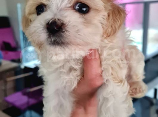 Irk Garantili 2 Aylık Maltipoo Yavrumuz görsel