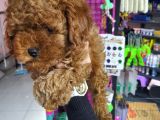 Sehir Hayatına Uygun Toy Poodle Yavrular