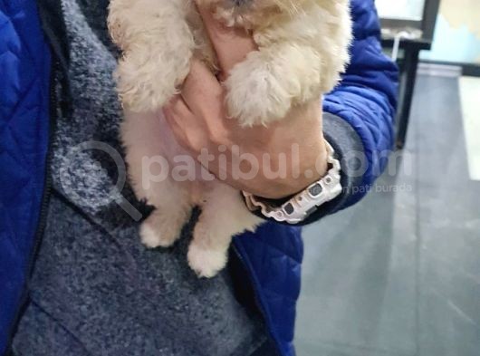 2.5 Aylık Maltese Yavrumuz görsel