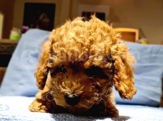 Toy Poodle Yavrularimiz görsel