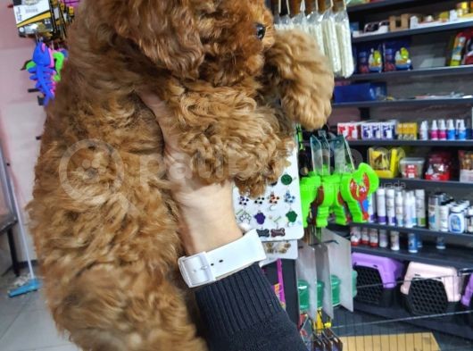 Sehir Hayatına Uygun Toy Poodle Yavrular görsel