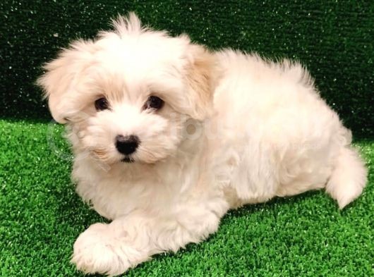 Sevimli Maltipoo Beyaz Erkek Yavrumuz görsel