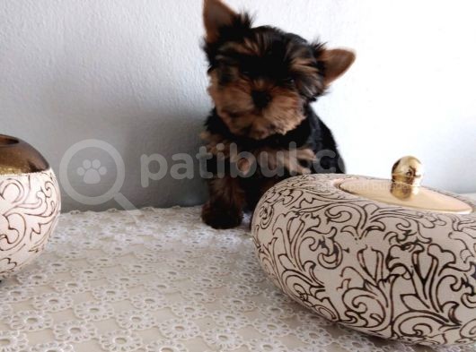 Pet Pasaportlu Microchipli Yorkshire görsel