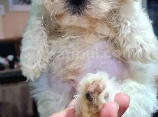 Malti̇poo Yavrumuz Yeni̇ Ai̇lesi̇ni̇ Beklemekte