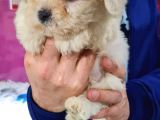 Malti̇poo Yavrumuz Yeni̇ Ai̇lesi̇ni̇ Beklemekte