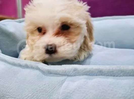 Malti̇poo Yavrumuz Ai̇lesi̇ni̇ Bekli̇yor