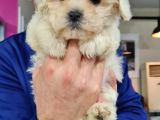 Malti̇poo Yavrumuz Yeni̇ Ai̇lesi̇ni̇ Beklemekte