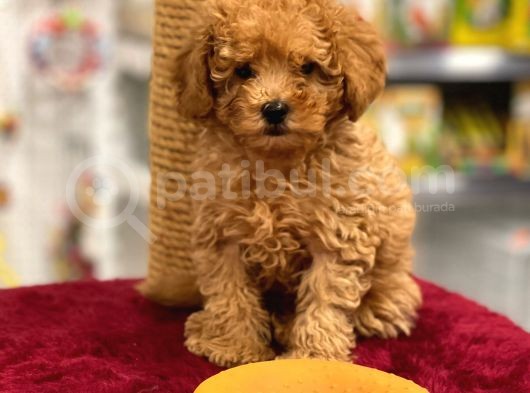 Red Toy Poodle Erkek Yavrumuz görsel