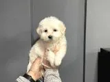 Satilik Muhteşem Malti̇poo Yavrulari