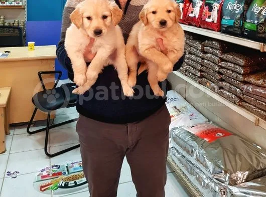 Golden Retti̇ever