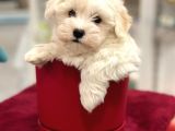 Muhteşem Maltipoo Erkek Yavrumuz