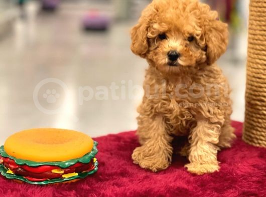 Red Toy Poodle Erkek Yavrumuz görsel