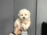 Satilik Muhteşem Malti̇poo Yavrulari