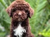 Irk ve Sağlık Garantili Chocolate Poodle Yavrumuz