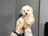 Satilik Muhteşem Malti̇poo Yavrulari
