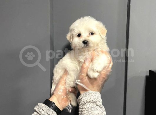 Satilik Muhteşem Malti̇poo Yavrulari görsel
