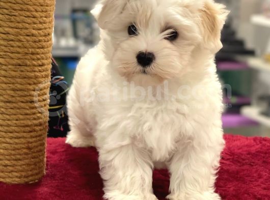 Oyuncu Maltipoo Erkek Yavrumuz görsel