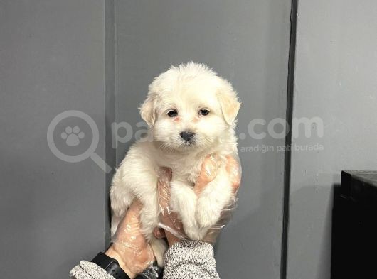 Satilik Muhteşem Malti̇poo Yavrulari görsel